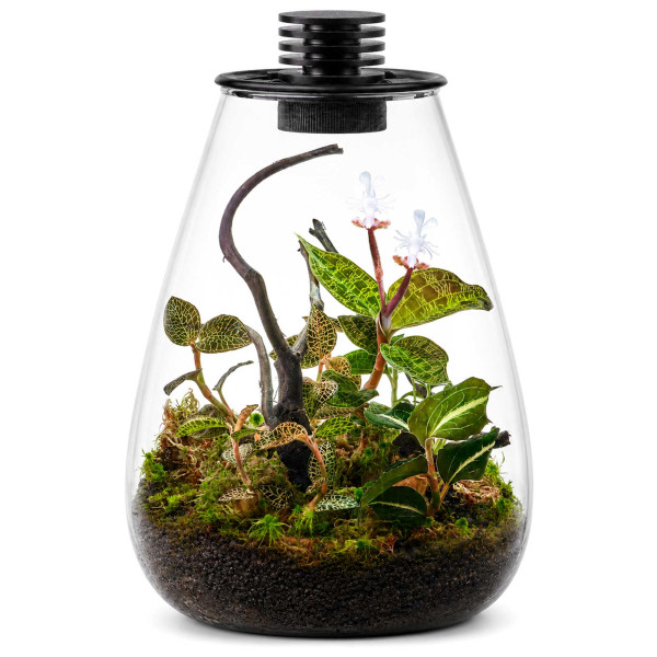 Bioloark Juwelorchideen Flaschengarten Terrarium Set