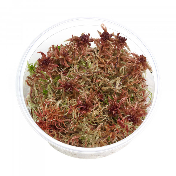 Sphagnum rubellum Moos zum Aufbinden | Rotes Torfmoos im Becher