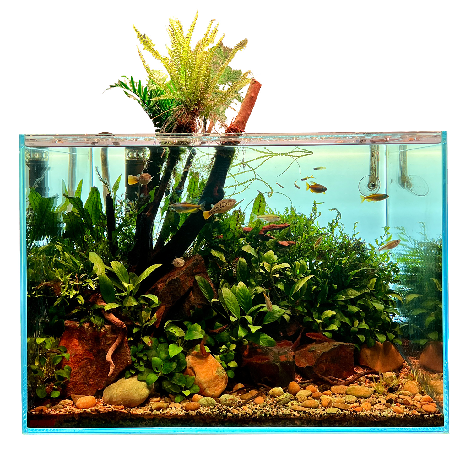 Afrika Aquarium Pflanzen Set kaufen 60 150l GarnelenGuemmer