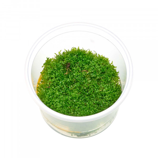 Riccardia chamedryfolia im Becher - Black Weed Edition
