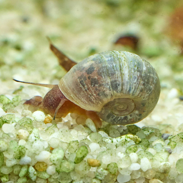 Posthornschnecken Naturform Mix | Planorbella duryi