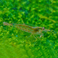 Caridinia multidentata japonica  Amano Garnele - Algenfresser