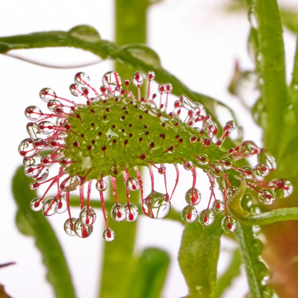 Drosera capensis nahaufnahme