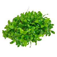 Anubias barteri var. nana petite Bonsai Aquarienpflanze Anubias barteri var. nana petite Bonsai Aquarienpflanze