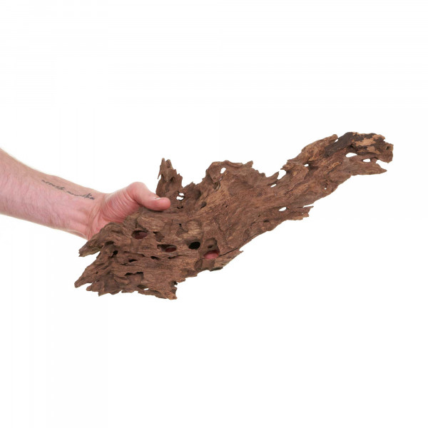Dragon Wood | Drachenholz XL 30-50cm
