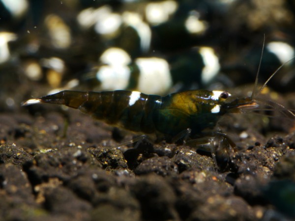 Taiwan Bee Green Hulk Garnele Klasse 1