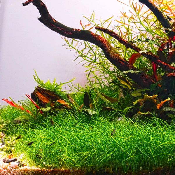3x Eleocharis sp. "Mini" - Mini-Nadelsimse - in vitro