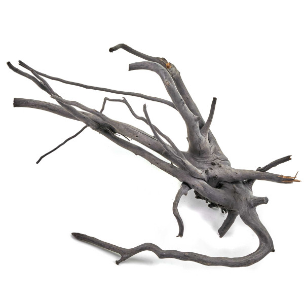 Schwarze Moorwurzel Fingerwurzel | Set M