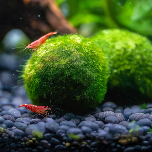 Mooskugeln fürs Aquarium | Natürliche Mini-Moosbälle - 10 Stück
