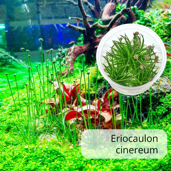 Blühende Raritäten fürs Aquarium | Bucephalandra & Eriocaulon im Set