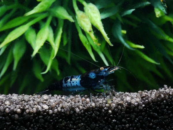 Blue-Carbon-Rili