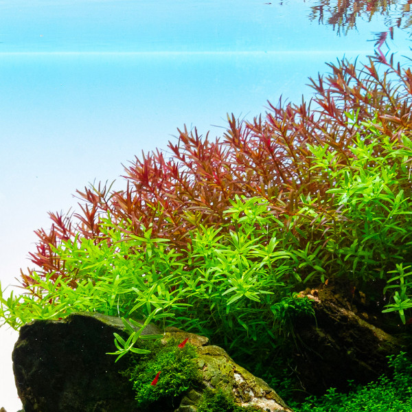 Rotala Rotundifolia H'Ra in vitro günstig kaufen GarnelenGuemmer