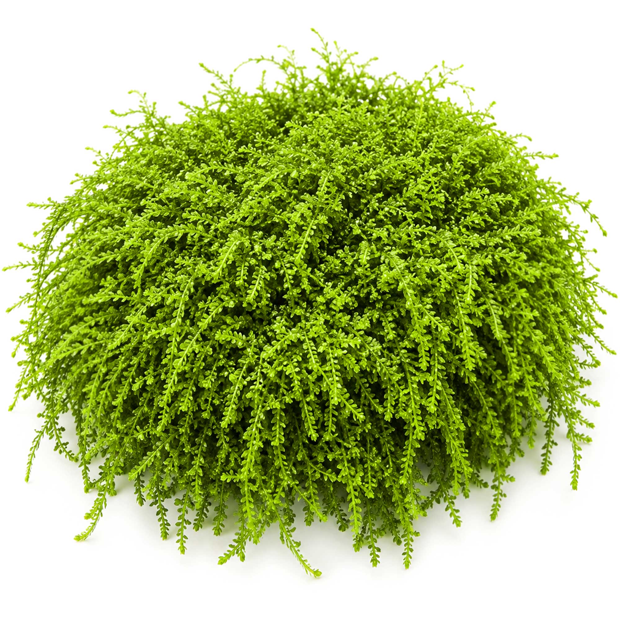 Gewachsenes Weeping Moos