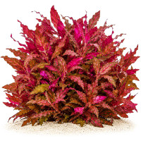 Alternanthera reineckii Rosanervig Rosanerviges Papageienblatt gewachse Alternanthera reineckii Rosanervig Rosanerviges Papageienblatt gewachse