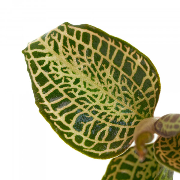 Macodes Anoectochilus roxburghii "Skeleton Hybride" Nahaufnahme