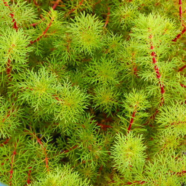 Myriophyllum hippuroides | Tausendblatt - in vitro XL - Ø 8,5cm