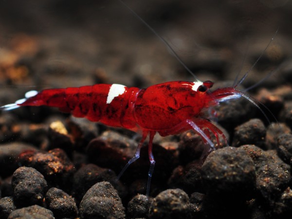 Red Wine und Red Ruby Garnelen mixed - rote Taiwan Bee