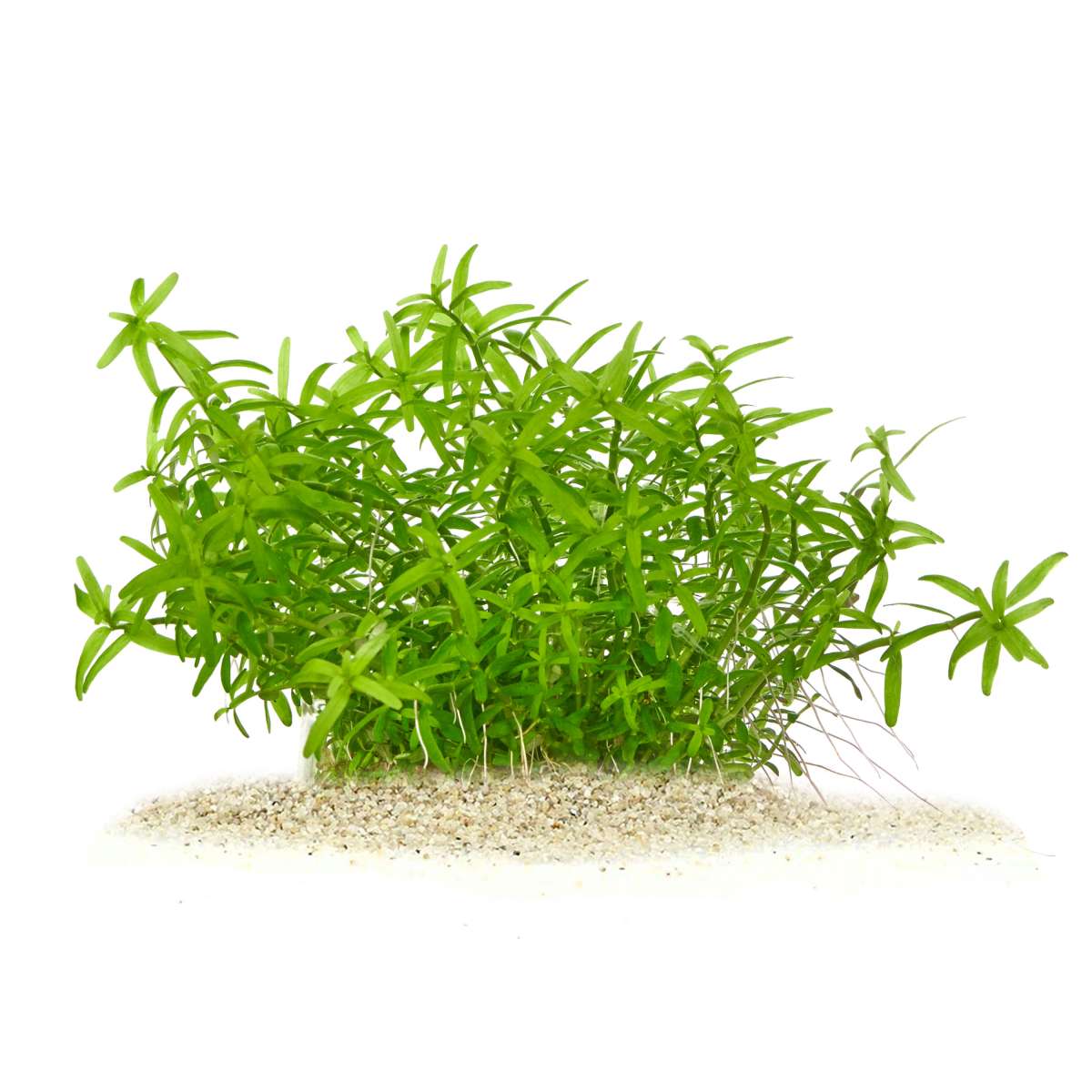 thumbnail image 2 of Rotala Rotundifolia Green – Aqua Green Tunisia 2 of 14