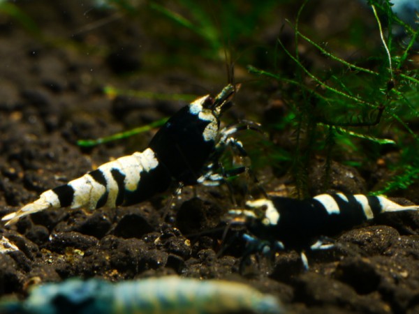 Nanashi Garnelen schwarz