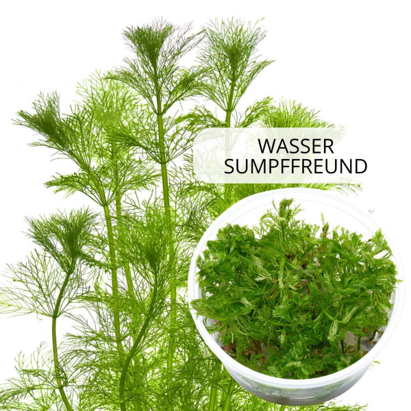 "Feenwald" - Feinfiedrige Aquarium Pflanzen im Set | In-Vitro Set