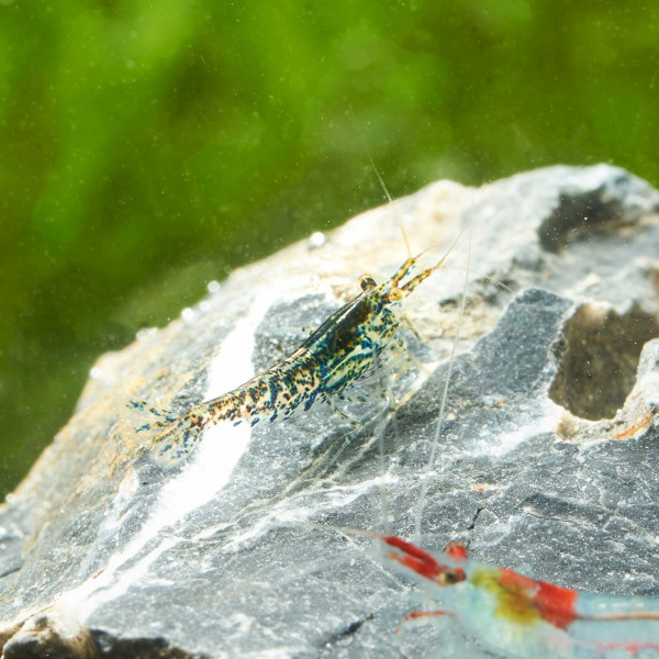 Garnelen Mixer - Neocaridina Mischer - Wildform