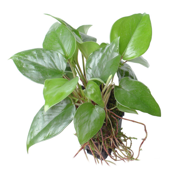 Anthurium scandens | Kriechende Flamingoblume - in vitro