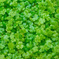 Hydrocotyle tripartita | Japan Kleeblatt - in vitro Hydrocotyle tripartita | Japan Kleeblatt - in vitro