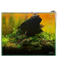 Nano Aquarium Pflanzen Set  10l - 30l