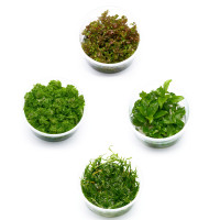 Schnellwachsende Aquariumpflanzen Set  Hintergrundpflanzenset - In vitro XL