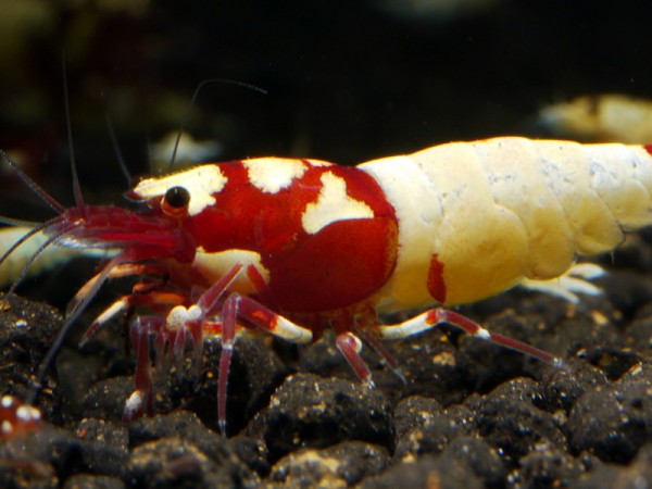 Rote Pinto Bee high class 4-5 spots