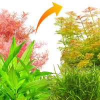 Schnellwachsende Aquariumpflanzen Set | In 3 Wochen grün - In vitro XL Schnellwachsende Aquariumpflanzen Set | In 3 Wochen grün - In vitro XL