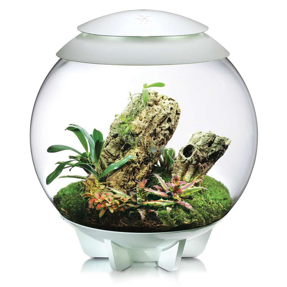 Oase biOrb AIR 60 | Automatisches Pflanzenterrarium | Garnelen-Guemmer