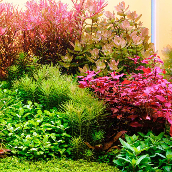 Twinstar G-Line+ Pro | Aquarium LED mit T5/T8 Adapter