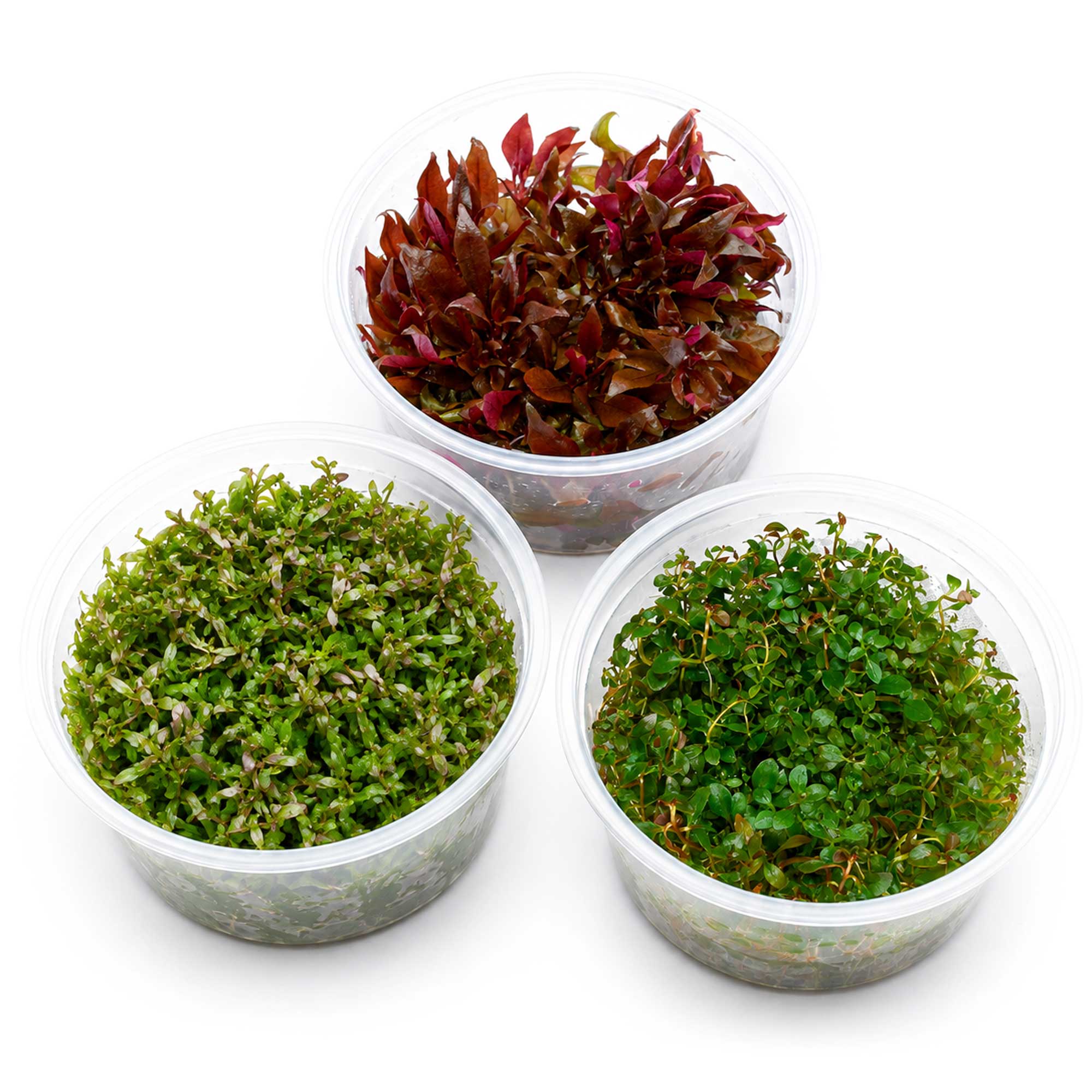 Rotes Aquariumpflanzen Set mit drei In-vitro-XL-Bechern
