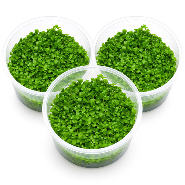3x Micranthemum sp. "Montecarlo" - Tweedies Perlenkraut - in vitro