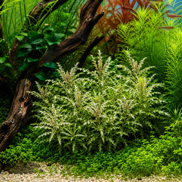 Pogostemon helferi 'Marble' Panaschierter Wasserstern gewachsen im Aquarium