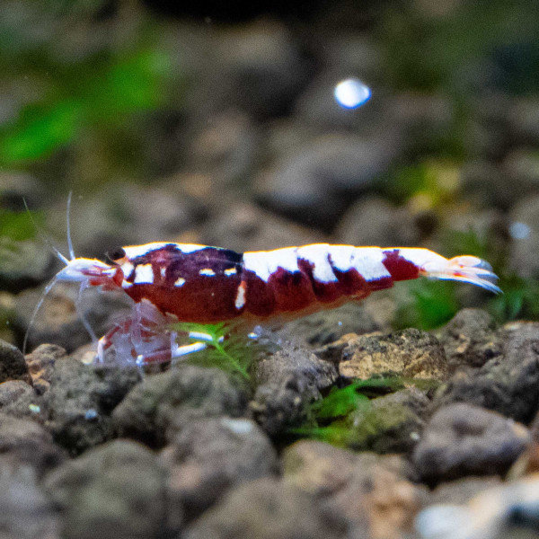 Rote Galaxy Fishbone Garnelen - Caridina Garnele