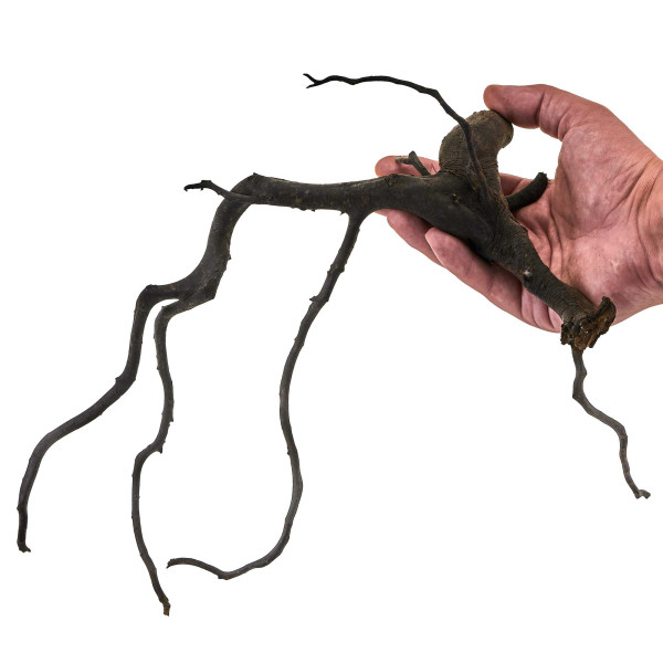 Black Wood Wurzel | Set L Einzelstück größe