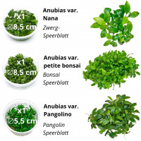 : Aufsitzerpflanzen ohne : Aufsitzerpflanzen ohne CO2 im Set | Anspruchslose Aufsitzer - In Vitro Set