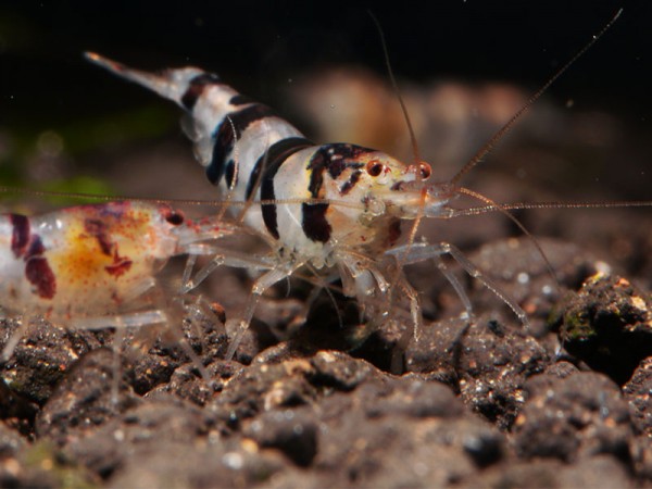 Waschbär-Garnele - Caridina sp. Raccoon
