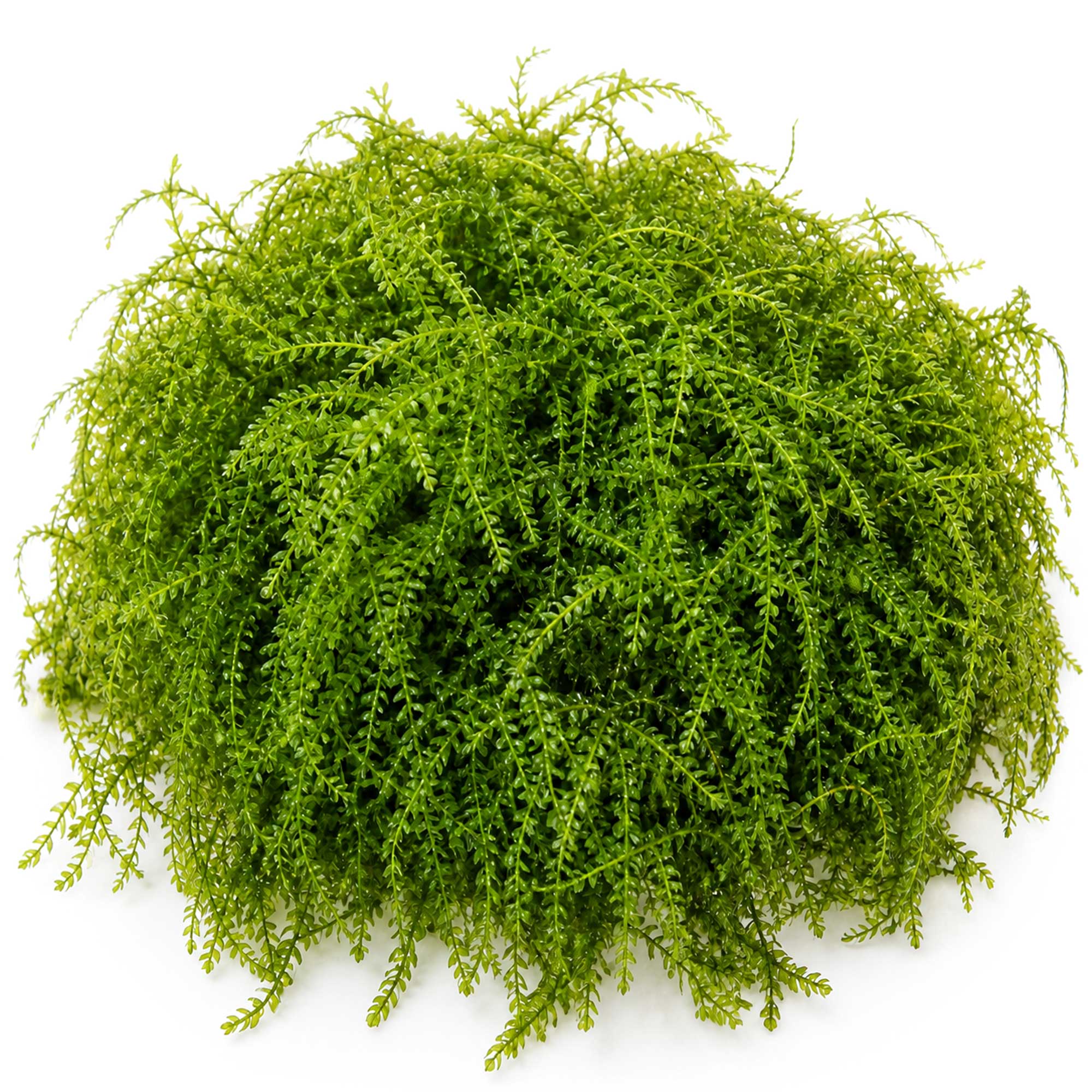 Gewachsenes Vesicularia ferriei Weeping Moos