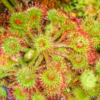 Rundblättriger Sonnentau Drosera Rotundifolia gewachsen nah Rundblättriger Sonnentau Drosera Rotundifolia gewachsen nah