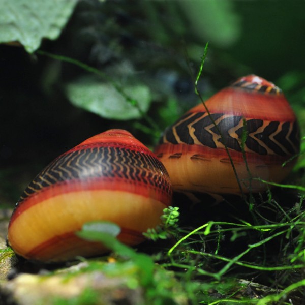 rote_rennschnecke