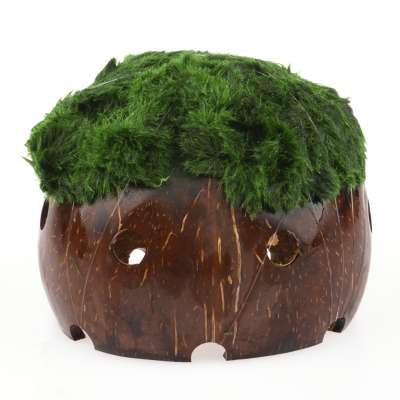 Aquarium Deko Amphore Mit Echten Pflanzen - Handgefertigte Garnelen Deko