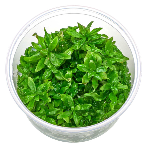 Hygrophila polysperma | Indischer Wasserfreund - in vitro 8,5cm