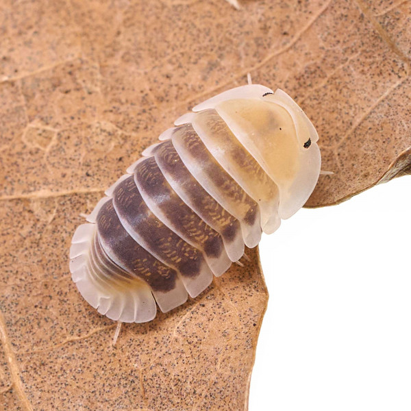 Cubaris sp. "Jupiter" Assel - DNZ