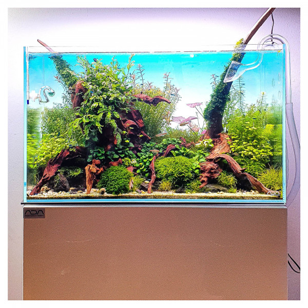 Aquarium mit Flusswurzeln / Driftwood