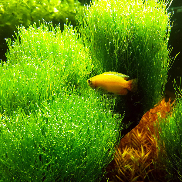 Riccia fluitans Teichlebermoos in vitro 8 5 cm günstig kaufen