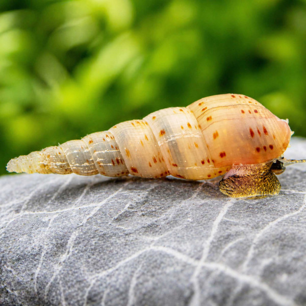 Turmdeckelschnecke Melanoides tuberculata