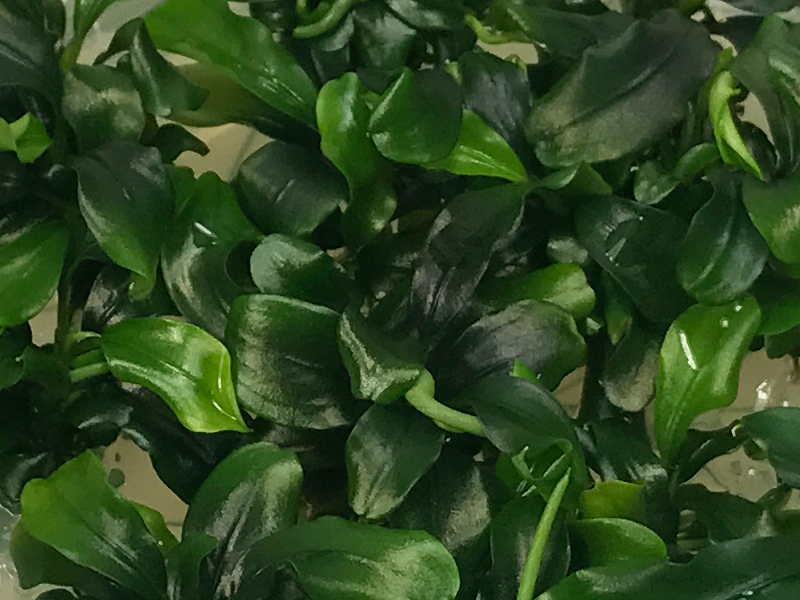 Bucephalandra sp. "Wavy Green"